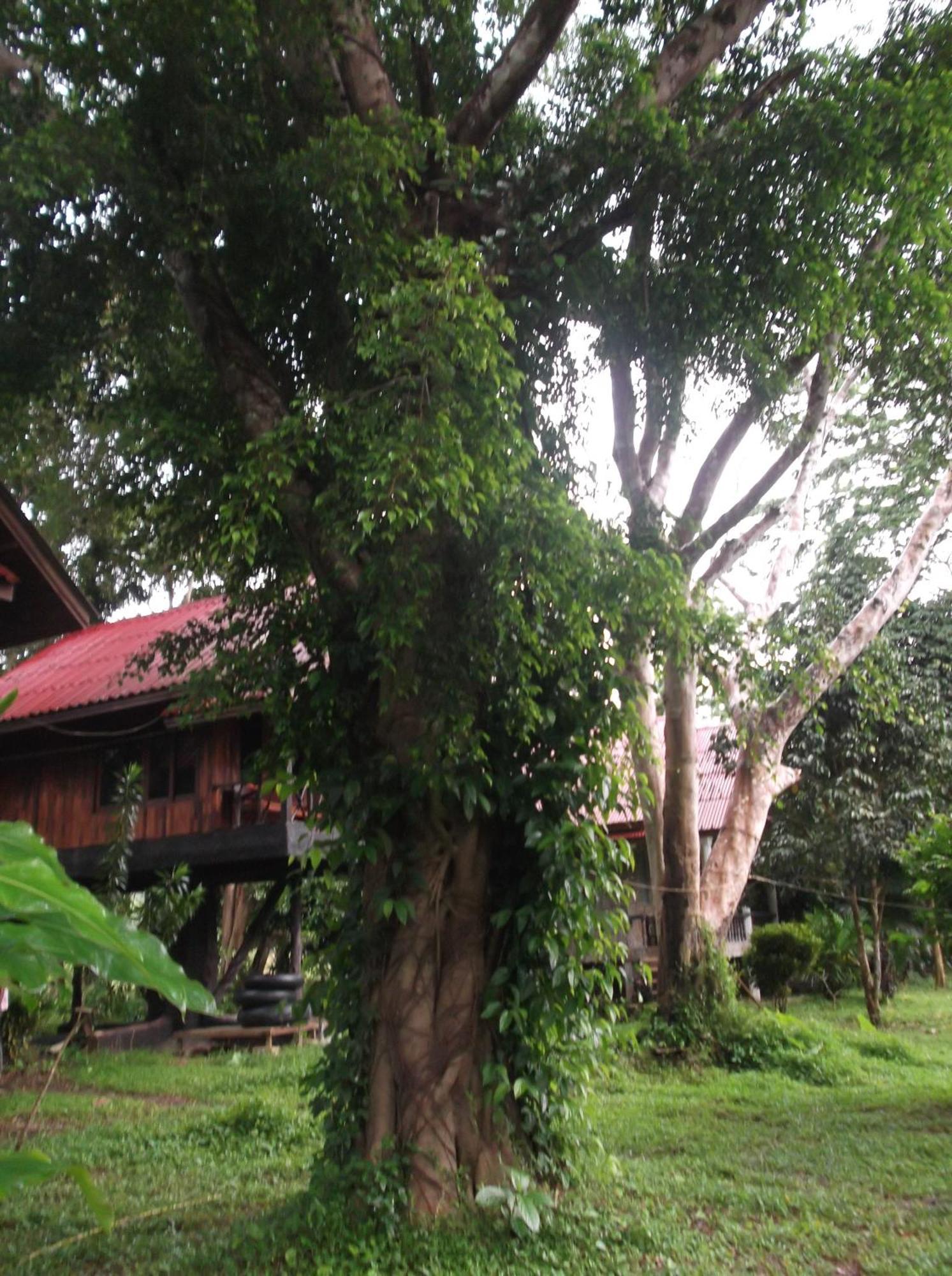 Hotel Bamboo House Khao Sok National Park Exterior foto